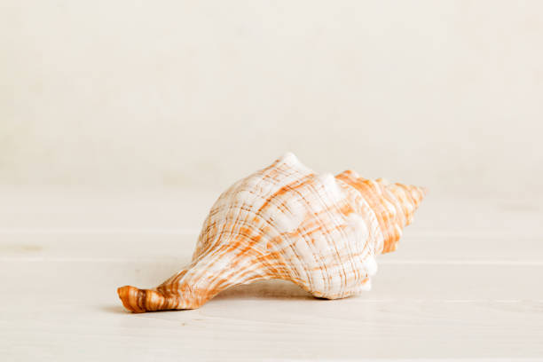 istock Summer time concept with sea shells or starfish on a table background with copy space for text 2158079438