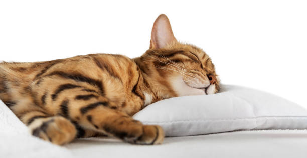 istock A charming red cat sleeps and smiles in his sleep 2158079574