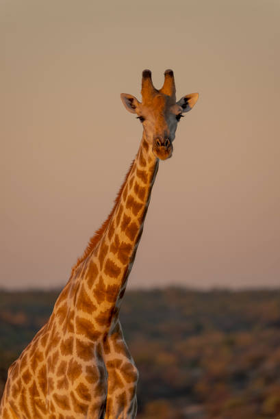 South African giraffe or Cape giraffe (Giraffa giraffa or Giraffa camelopardalis giraffa). Botswana.