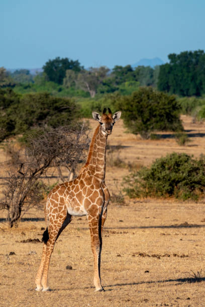 istock South African giraffe or Cape giraffe (Giraffa giraffa or Giraffa camelopardalis giraffa). Botswana. 2158079728
