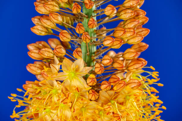 Orange Flower Eremurus Blooming on a Blue Background. Foxtail Lily or Eremurus Stenophyllus