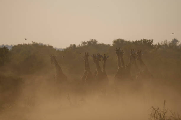 NIger five giraffe in wild looking up to passenger plane composite image