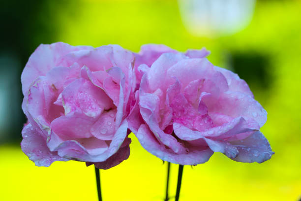 A pink rosebud from Rosa indica basking in warm sunlight against a blurred green leafy background. Highlights the elegance of nature's intricate design, inviting contemplation and joy.