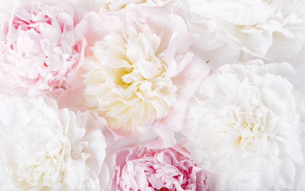 istock Beautiful aromatic fresh blossoming tender pink peonies texture, close up view. Romantic background 2158081937