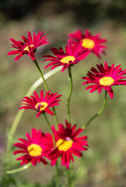 Painted Daisy Robinson Red, flower or Pyrethrum, Chrysanthemum