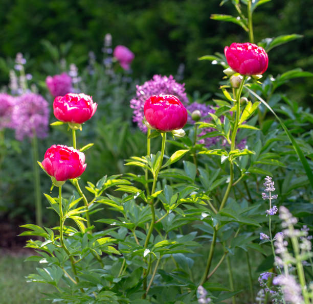 istock Pink Peony, Herbaceous peony Cytherea in sunny garden 2158081963