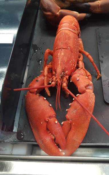 istock Lobster, Argyll and Bute, Scotland England 2158082171