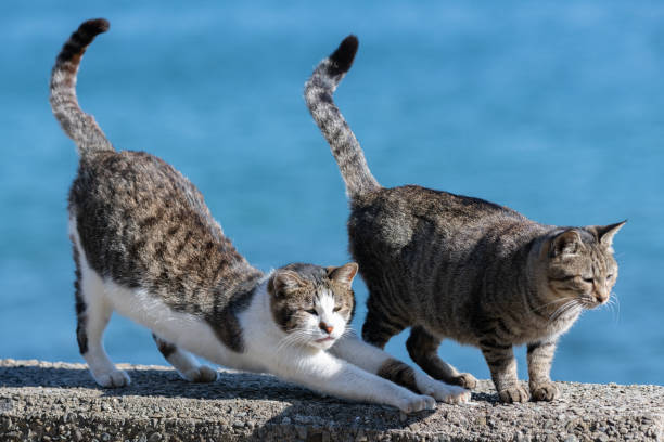 istock Two cats relaxing on the embankment 2158082801