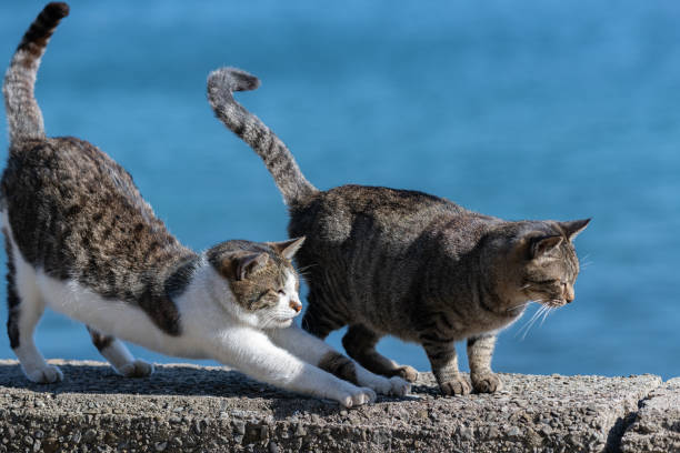 istock Two cats relaxing on the embankment 2158082861