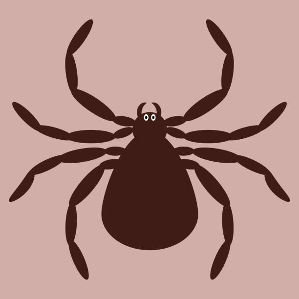Spider brown on coloured background. Spider icon for logo. Element for tattoo, sticker, background, banner. Spider brown on coloured background. Spider icon for logo. Element for tattoo, sticker, background, banner. Flat style background of the batman stock illustrations