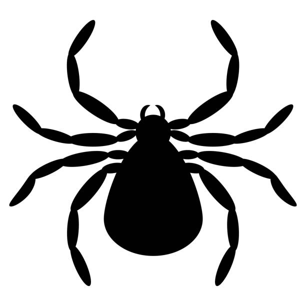 Spider black silhouette. Spider icon for logo. Black and white tattoo element Spider black silhouette. Spider icon for logo. Black and white tattoo element Flat style background of the batman stock illustrations