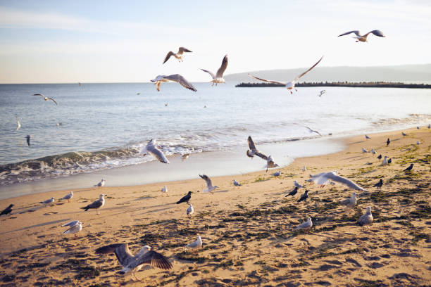 istock A flock of seagulls are flying over a beach 2158084638