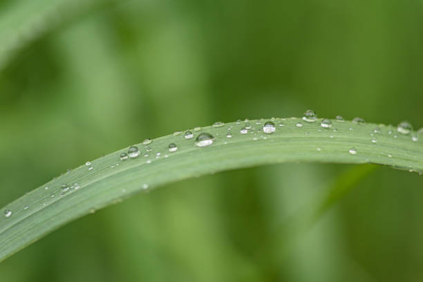 Green plant with raindrops on a green background in the forest