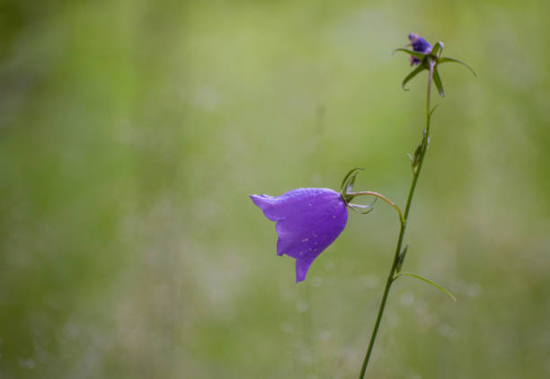 A DSLR photo of beautiful Bluebell flowers (Campanula) on a purple defocused background. Space for copy.