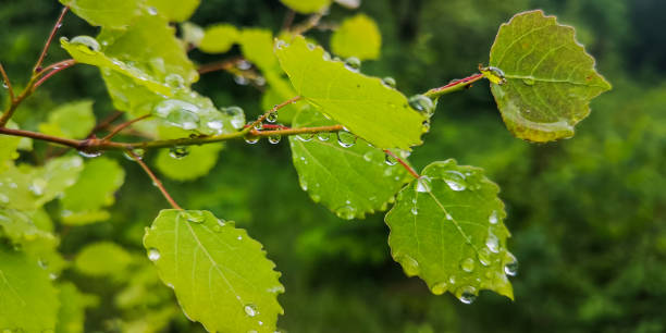 istock Beautiful dew drops on a juicy green plant 2158085841