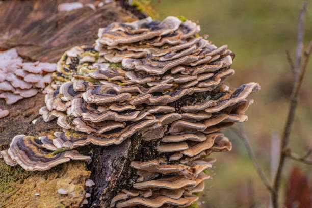 istock Trametes versicolor on a stump in the forest 2158085843
