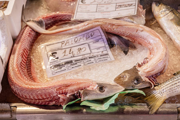 Venice, Italy - June 5th 2024:  Slaughtered sharks, smooth hounds or Mustelus mustelus at a fishmongers desk at the open air food market in Venice
