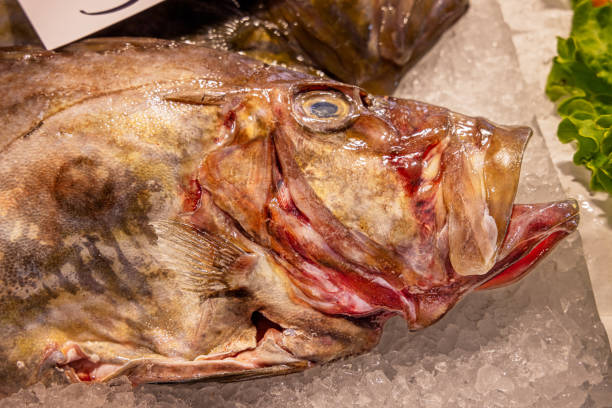 John  Dory fish also known as a Saint Peter's Fish or in Latin: Zeus Faber on ice at a fishmongers table at a stall in the outdoor food market in Venezia