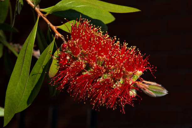 Callistemon flowers, or Bottlebrush