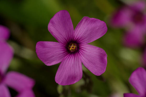 Pink-sorrel flower, or Pink wood sorrel