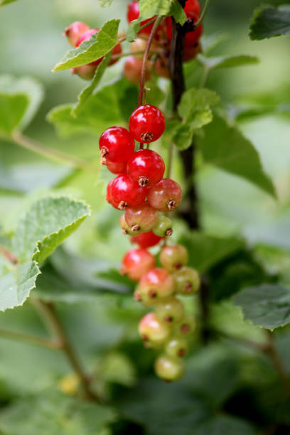 istock A bunch of red currant berries 2158087825