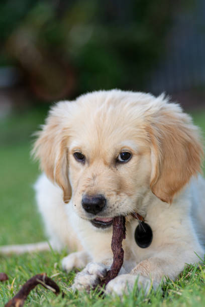 istock Golden Retreiver Pup 2158088363