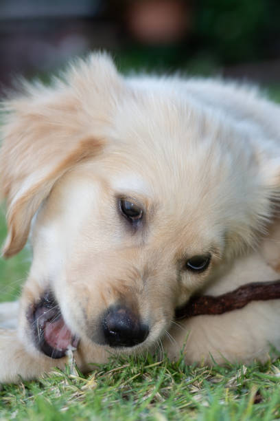 istock Golden Retriever Pup 2158088377