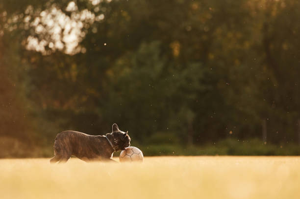 French bulldog is outdoors on the summer field.
