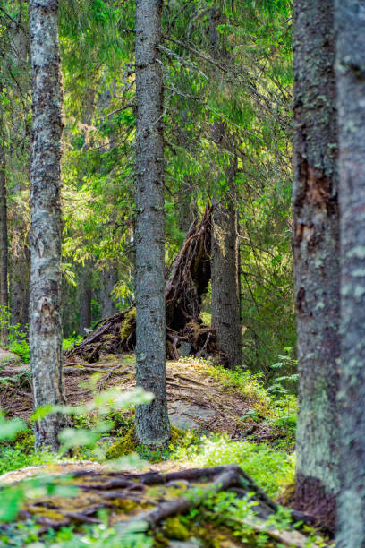 istock Forest Landscape with Fallen Tree and Rocky Terrain 2158089588
