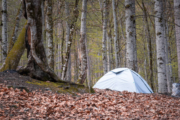 Modern camping tent in forest at summer