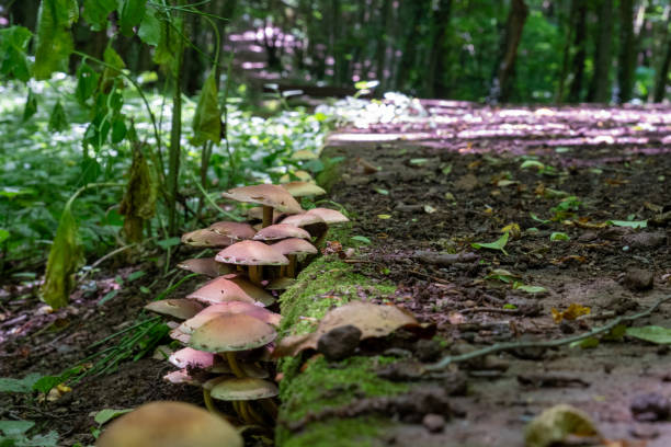 A closed shot of wild mushrooms growing beside a forest trail, capturing the natural beauty and biodiversity of Istanbul's wooded areas.