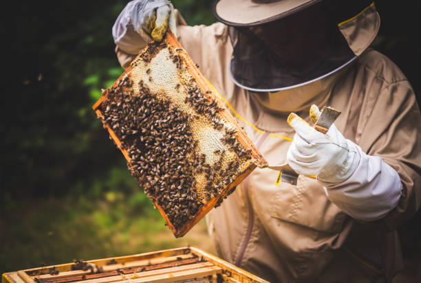 istock Beekeeper with honeycomb taken out from the beehive. 2158091598