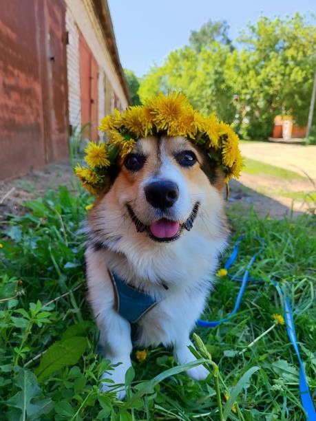 istock Corgi in a wreath of dandelions 2158093202