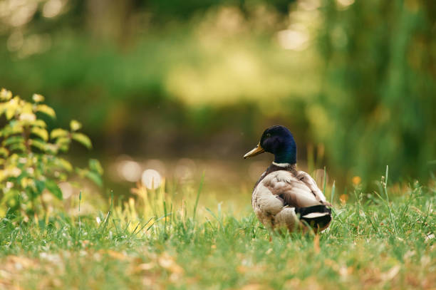 Close up view. Mallard duck standing on green grass in a serene park setting.