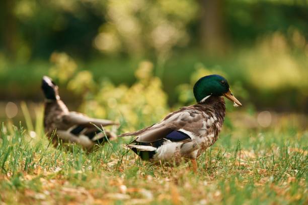 istock Mallard ducks resting on grass in sunny park setting 2158093317