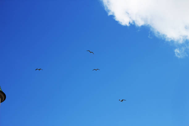 Four seagulls flying over the sky