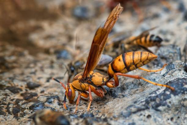 istock Close-up macro shot of a wasp on a textured surface in a natural setting 2158096806