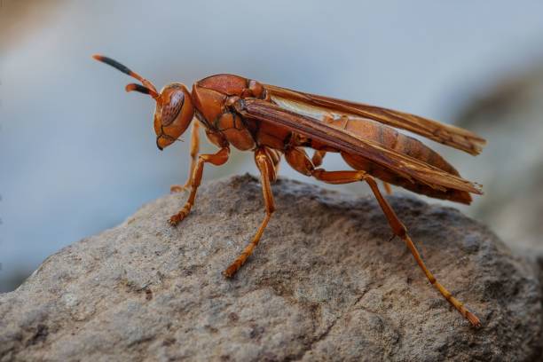 istock Close-up macro shot of a paper wasp on a textured surface in a natural setting 2158096810