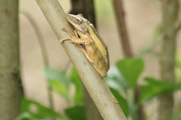 istock a tree frog attached to a log in a plantation area 2158096813
