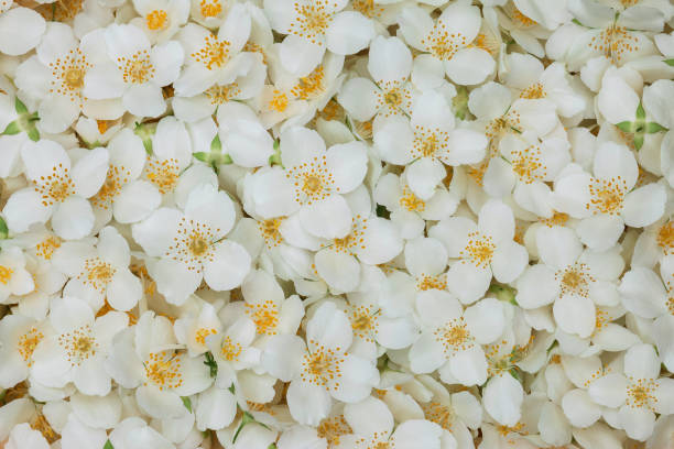 istock White jasmine flowers for the whole frame. An ingredient for jasmine tea 2158098205