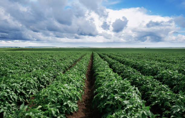 istock Expansive green farmland under a bright blue sky with clouds 2158098452