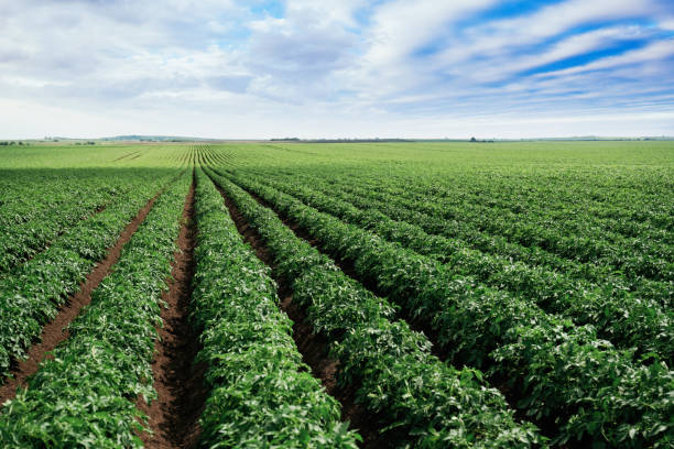 istock Expansive green farmland under a bright blue sky with clouds 2158098457