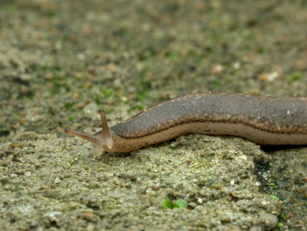 istock Boneo slug on the mossy ground 2158098837