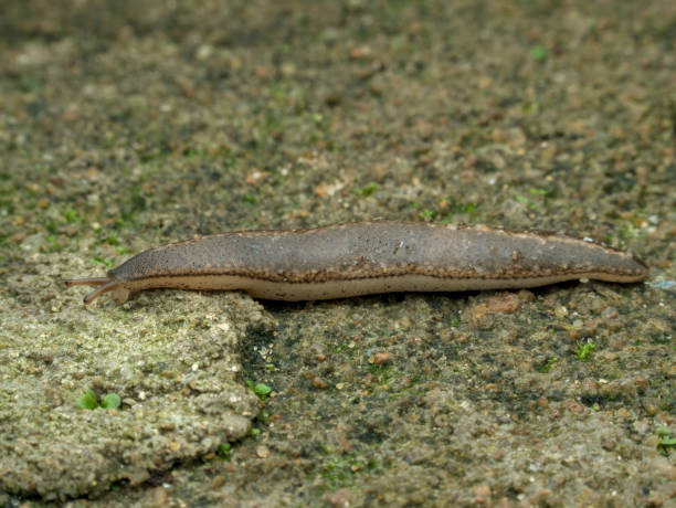 istock Boneo slug on the mossy ground 2158098848