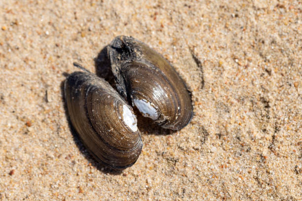 An empty shell of she blue mussel lays on coastal sand, Mytilus edulis