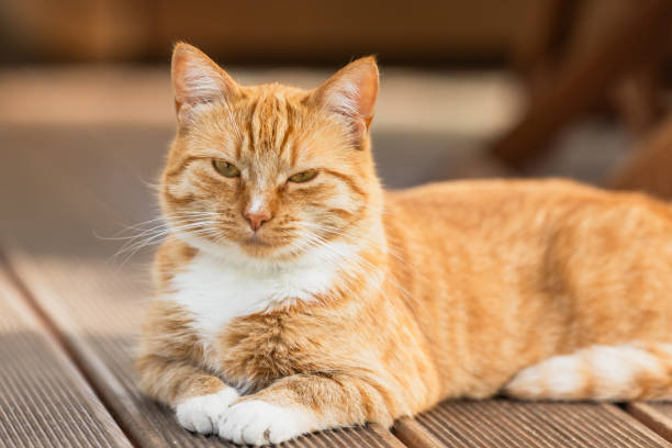 istock Portrait of lazy ginger cat with white spots 2158100223