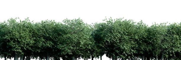 istock Dense tree line with lush green foliage in daylight 2158103015