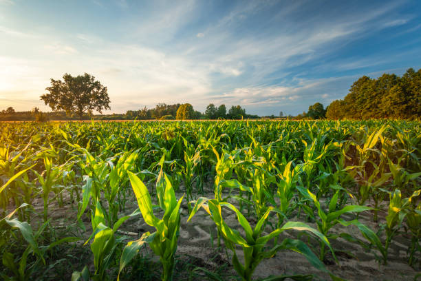 istock A field of green young corn illuminated by the evening sun 2158103486