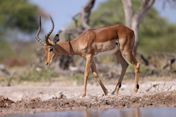 istock a male impala antelope at a waterhole in Etosha NP 2158103548
