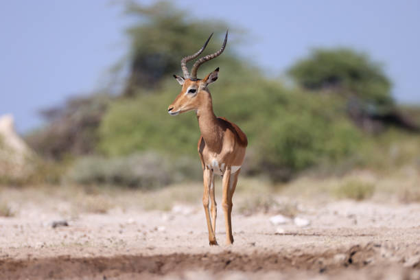 a male impala antelope at a waterhole in Etosha NP